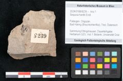 Foto (Objekt + Etikett) von Sequoia hardtii Endl. (NHMW-GEO-2024-0188-8239)